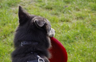 hundefrisbee